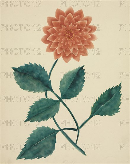 Dahlia. Creator: Mary Altha Nims (American, 1817-1907).