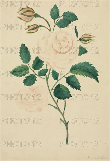 Damask Rose. Creator: Mary Altha Nims (American, 1817-1907).