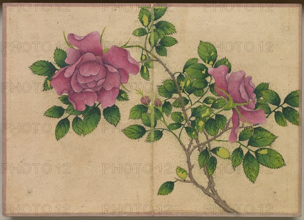 Desk Album: Flower and Bird Paintings (Rose), 18th Century. Creator: Zhang Ruoai (Chinese).