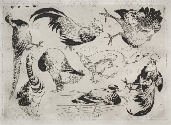 Dinner Service (Rousseau service): Roosters, ducks, etc. (no. 13), 1866. Creator: Félix Bracquemond (French, 1833-1914).