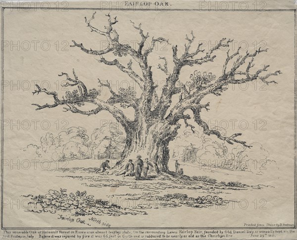 Fairlop Oak, 1811. Creator: D. H. Redman (British).