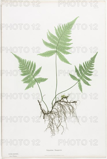 Ferns of Great Britain and Ireland: Polypodium Phegopteris, 1855-1856. Creator: Henry Bradbury (British, 1829-1860); Bradbury and Evans.