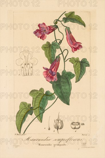 Flore des Jardiniers, Amateurs et Manufacturiers: Maurandia semperflorens, 1836. Creator: Jean Pierre Frederic Barrois (French, 1786-aft 1841); Pancrace Bessa (French, 1772-1846).