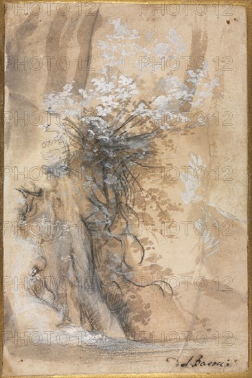 Flowering Bush above an Eroded Bank, 1565-1570. Creator: Federico Barocci (Italian, 1528-1612).