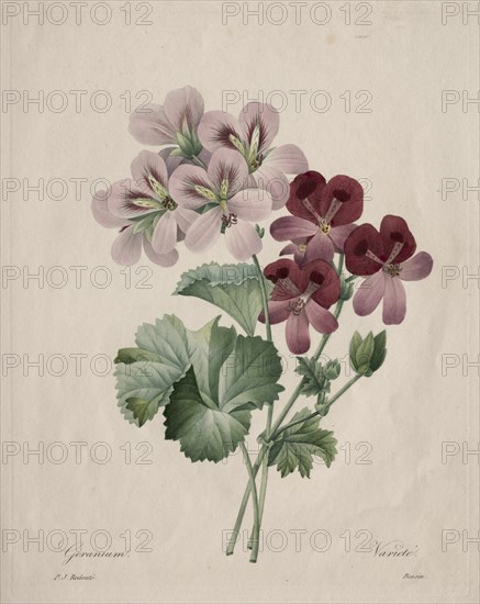 Geranium, 1827. Creator: Henry Joseph Redouté (French, 1766-1853).