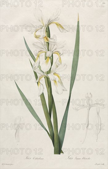 Gold-banded Iris, 1812. Creator: Henry Joseph Redouté (French, 1766-1853).