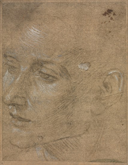 Head of a Young Man, second half 1400s. Creator: Filippino Lippi (Italian, 1457-1504).