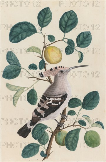 Hoopoe on a Citrus Tree Branch, c. 1800. Creator: Unknown.