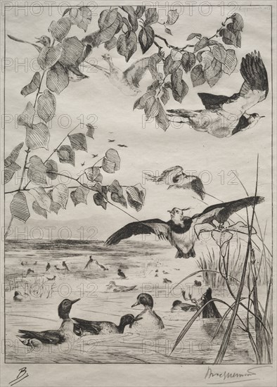 Lapwings and Teals, 1862. Creator: Félix Bracquemond (French, 1833-1914); Alfred Cadart.
