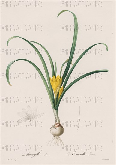 Les Liliacées: Amaryllis Lutes, 1802-1816. Creator: Henry Joseph Redouté (French, 1766-1853).