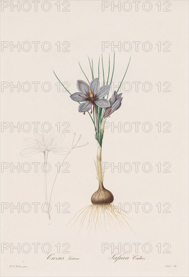 Les Liliacées: Crocus Sativus, 1802-1816. Creator: Henry Joseph Redouté (French, 1766-1853).