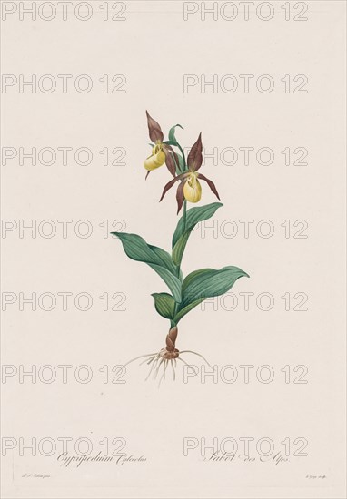 Les Liliacées: Cypripedium calceolus, 1802-1816. Creator: Henry Joseph Redouté (French, 1766-1853).