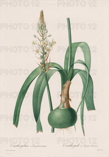 Les Liliacées: Ornithogalum longibracteatum, 1802-1816. Creator: Henry Joseph Redouté (French, 1766-1853).