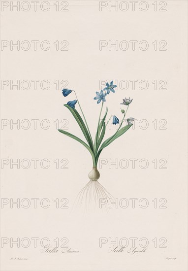 Les Liliacées: Scilla amaena, 1802-1816. Creator: Henry Joseph Redouté (French, 1766-1853).