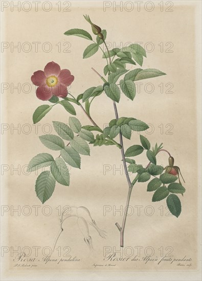 Les Roses: Rosa alpina pendulina, 1817-1824. Creator: Henry Joseph Redouté (French, 1766-1853).