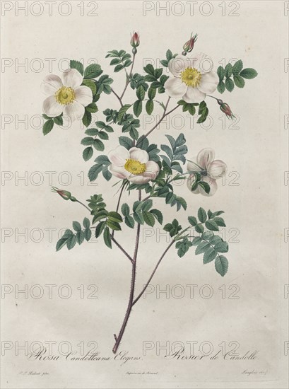 Les Roses: Rosa Candolleana Elegans, 1817-1824. Creator: Henry Joseph Redouté (French, 1766-1853).