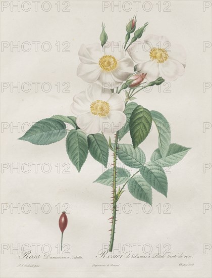 Les Roses: Rosa Damascena, subalba, 1817-1824. Creator: Henry Joseph Redouté (French, 1766-1853).