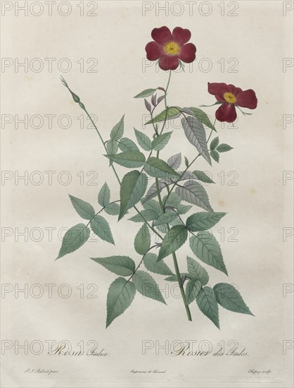 Les Roses: Rosa indica, 1817-1824. Creator: Henry Joseph Redouté (French, 1766-1853).