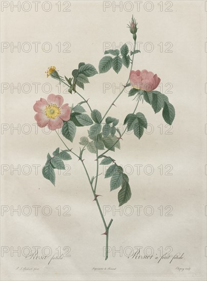 Les Roses: Rosa indica, 1817-1824. Creator: Henry Joseph Redouté (French, 1766-1853).