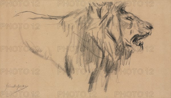 Lion. Creator: John Macallan Swan (British, 1847-1910).