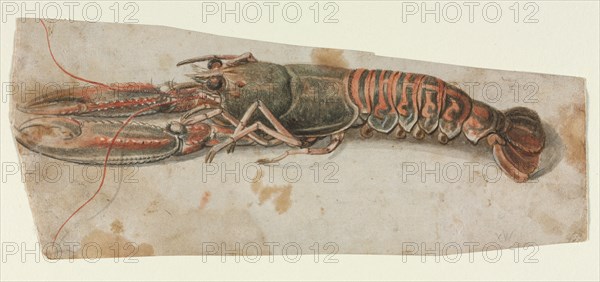 Lobster (recto) Sketch of an Armoured Male Figure (verso) , 1600s. Creator: Anonymous.