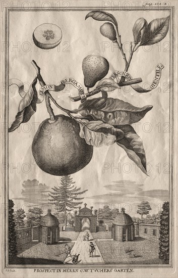 Nurnbergische Hesperides: Limon bergamotto personzin gientile, 1714. Creator: Joseph de Montalegre (Hungarian).