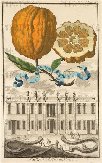 Nurnbergische Hesperides: No185 - Aranzo Striato dolce. Palazzo del N. H. Fonte in Noventa, c1708. Creator: Joseph de Montalegre (Hungarian); Johoann Christoph Volckamer (German).