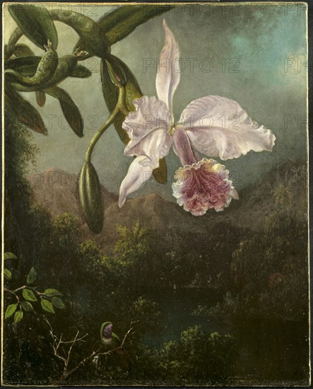 Orchid Blossoms, 1873. Creator: Martin Johnson Heade (American, 1819-1904).