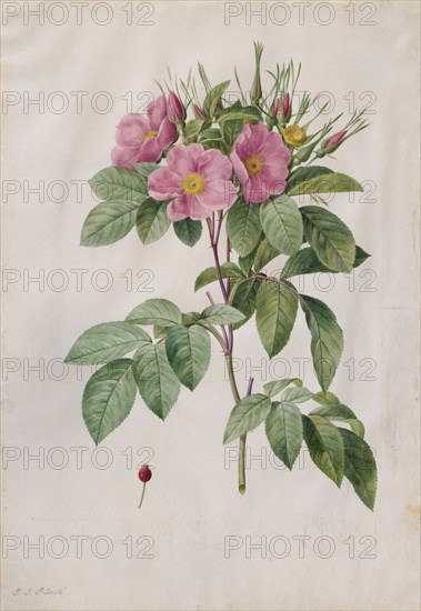 Pasture Rose (Rosa Carolina Corymbosa), 1817-1824. Creator: Henry Joseph Redouté (French, 1766-1853).