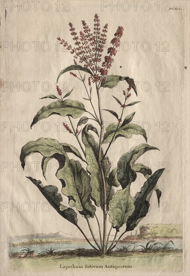 Phytographia Curiosa: Lapathum Sativum Antiquorum. Creator: Abraham Munting (Dutch, 1626-1683).