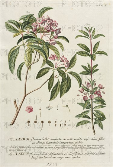 Plantae Selectae: No. 38. Creator: Georg Dionysius Ehret (German, 1708-1770); Christopher Jacob Trew (German).