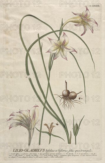 Plantae Selectae: No. 39 - Lilio-Gladiolus. Creator: Georg Dionysius Ehret (German, 1708-1770); Christopher Jacob Trew (German).