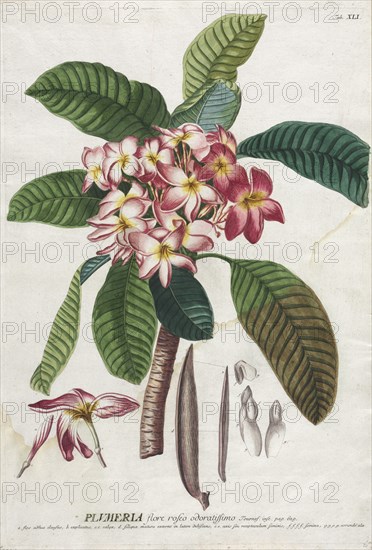 Plantae Selectae: No. 41. Creator: Georg Dionysius Ehret (German, 1708-1770); Christopher Jacob Trew (German).