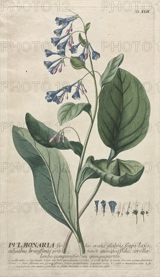 Plantae Selectae: No. 42 - Pulmonaria. Creator: Georg Dionysius Ehret (German, 1708-1770); Christopher Jacob Trew (German).