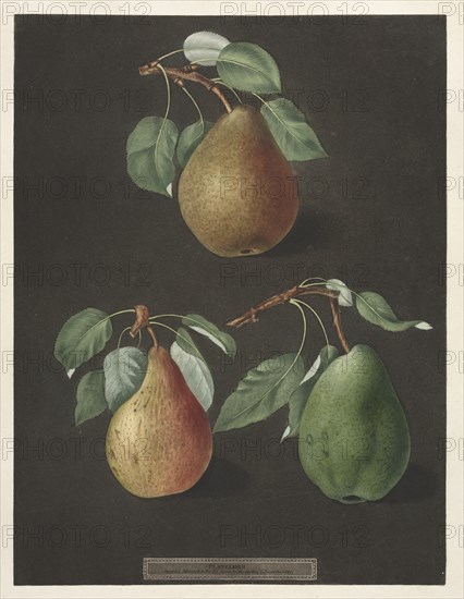 Pomona Britannica: No. 82 - Pears, 1807. Creator: George Brookshaw (British).