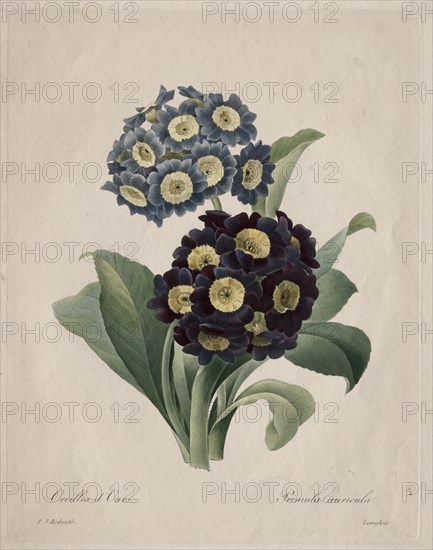 Primula auricula, 1827. Creator: Henry Joseph Redouté (French, 1766-1853).