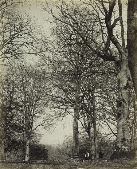 Queen Adelaide's Beech, before 1864. Creator: James Sinclair, 14th Earl of Caithness (British, 1821-1881); William Bambridge (British, 1819-1879), or ; Longman, Green, Longman, Roberts & Green.