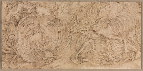 Rib Cages, early 1540s. Creator: Battista Franco (Italian, c. 1510-1561).