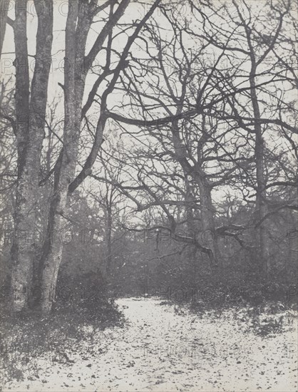 Road in the Forest, 1860-1863. Creator: Eugène Cuvelier (French, 1837-1900).