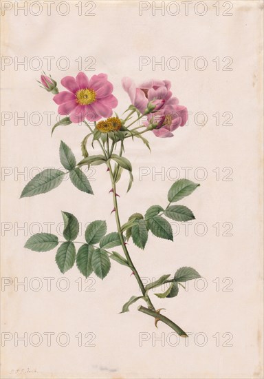 Rosa Collina Monsoniana, 1817-1824. Creator: Henry Joseph Redouté (French, 1766-1853).