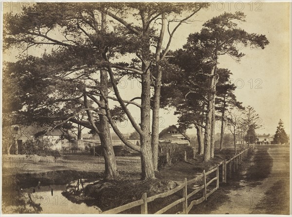 Scotch Firs, Hawkhurst, 1853. Creator: Benjamin Brecknell Turner (British, 1815-1894).