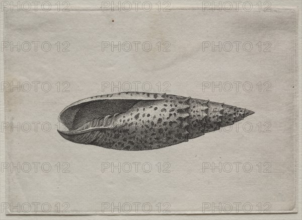 Shells: Mitra papalis L, c. 1640s. Creator: Wenceslaus Hollar (Bohemian, 1607-1677).