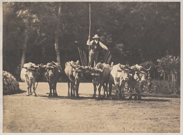 Six Oxen Team with their Driver, c. 1853. Creator: Olympe Aguado (French, 1827-1894).
