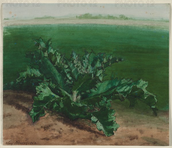 Study of a Plant, Possibly Thistle, 1862. Creator: Léon Bonvin (French, 1834-1866).