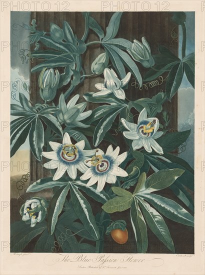 The Blue Passion-flower, 1799-1807. Creator: Robert John Thornton (British, 1768-1837).