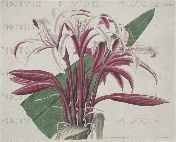 The Botanical Magazine or Flower Garden Displayed: Stately Crinum, 1823. Creator: S. Curtis (British).