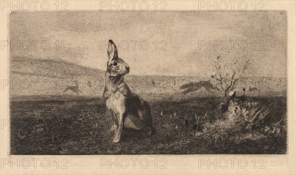 The Hare (Le Lièvre), 1865. Creator: Félix Bracquemond (French, 1833-1914).