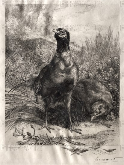 The Pheasants, 1899. Creator: Félix Bracquemond (French, 1833-1914).