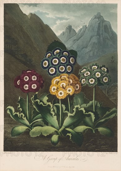 The Temple of Flora, or Garden of Nature: A Group of Auriculas, 1803. Creator: Robert John Thornton (British, 1768-1837).