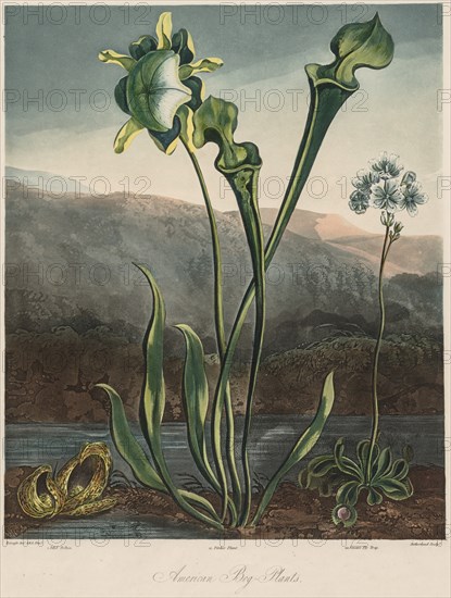 The Temple of the Flora: American Bog Plants. Creator: Thomas Sutherland (British, 1785-aft 1825); Robert John Thornton (British, 1768-1837).